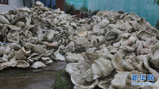 海南琼海警方打掉一犯罪团伙扣押砗磲原贝及其制品约105吨